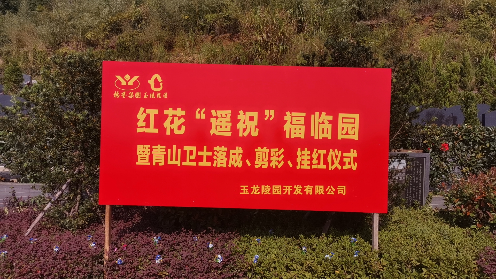 红花传爱意，情满玉龙园！